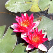 Nymphaea alba var. rubra | Red European water lily